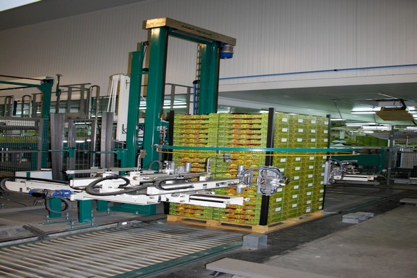 Paletizado de cajas de manzanas